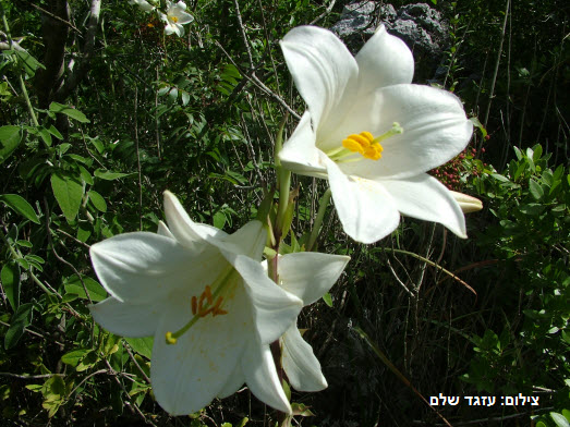 מכללת אורנים