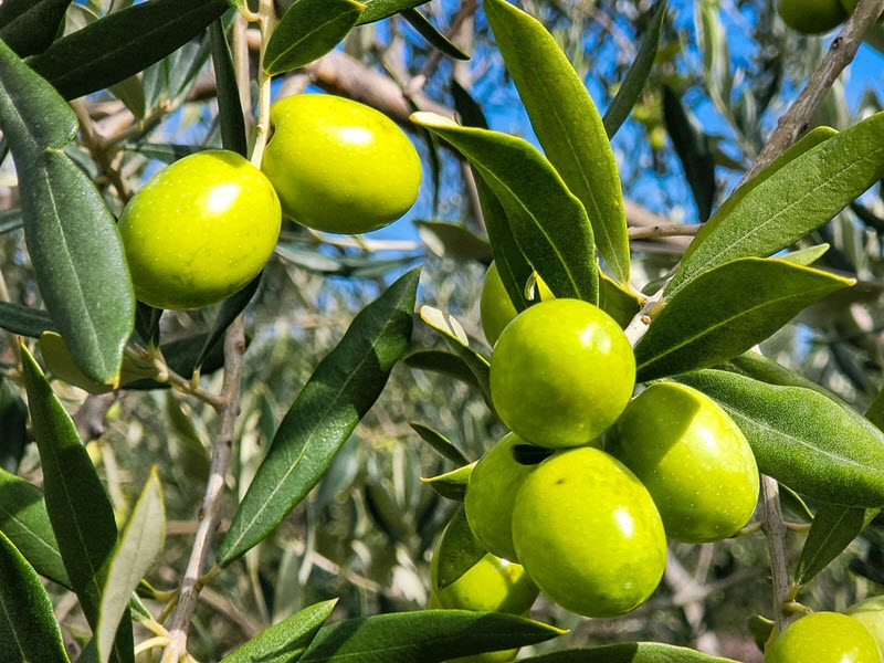 תואר ראשון בחינוך - הוראת השפה הערבית